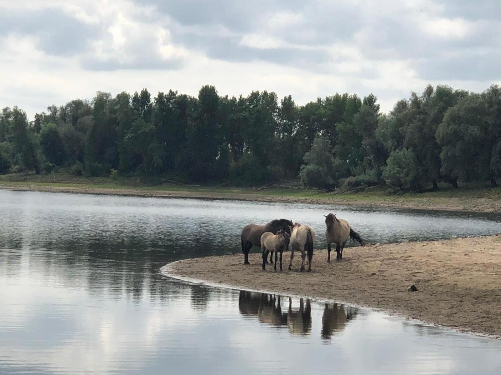 De Hazelaarshof Luxe Glampingtent Bij Natuurgebied De Millingerwaard Kekerdom Exterior foto